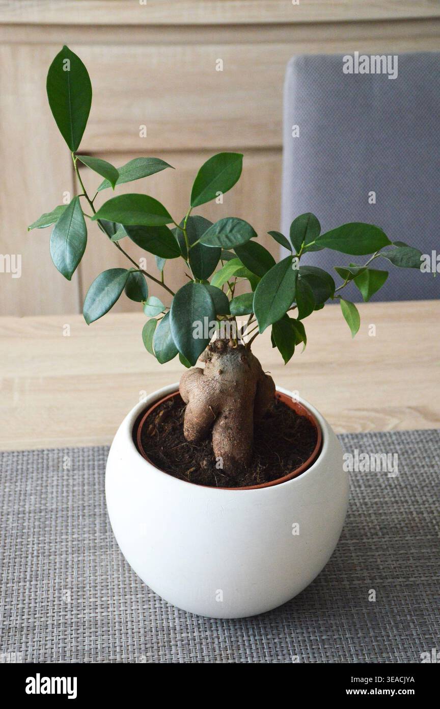 Un sano albero bonsai Ficus microcarpa 'Ginseng' caratterizzato da un caratteristico tronco di radice aerea spessa e bulbosa e lussureggianti foglie verdi lucide. La pianta i Foto Stock