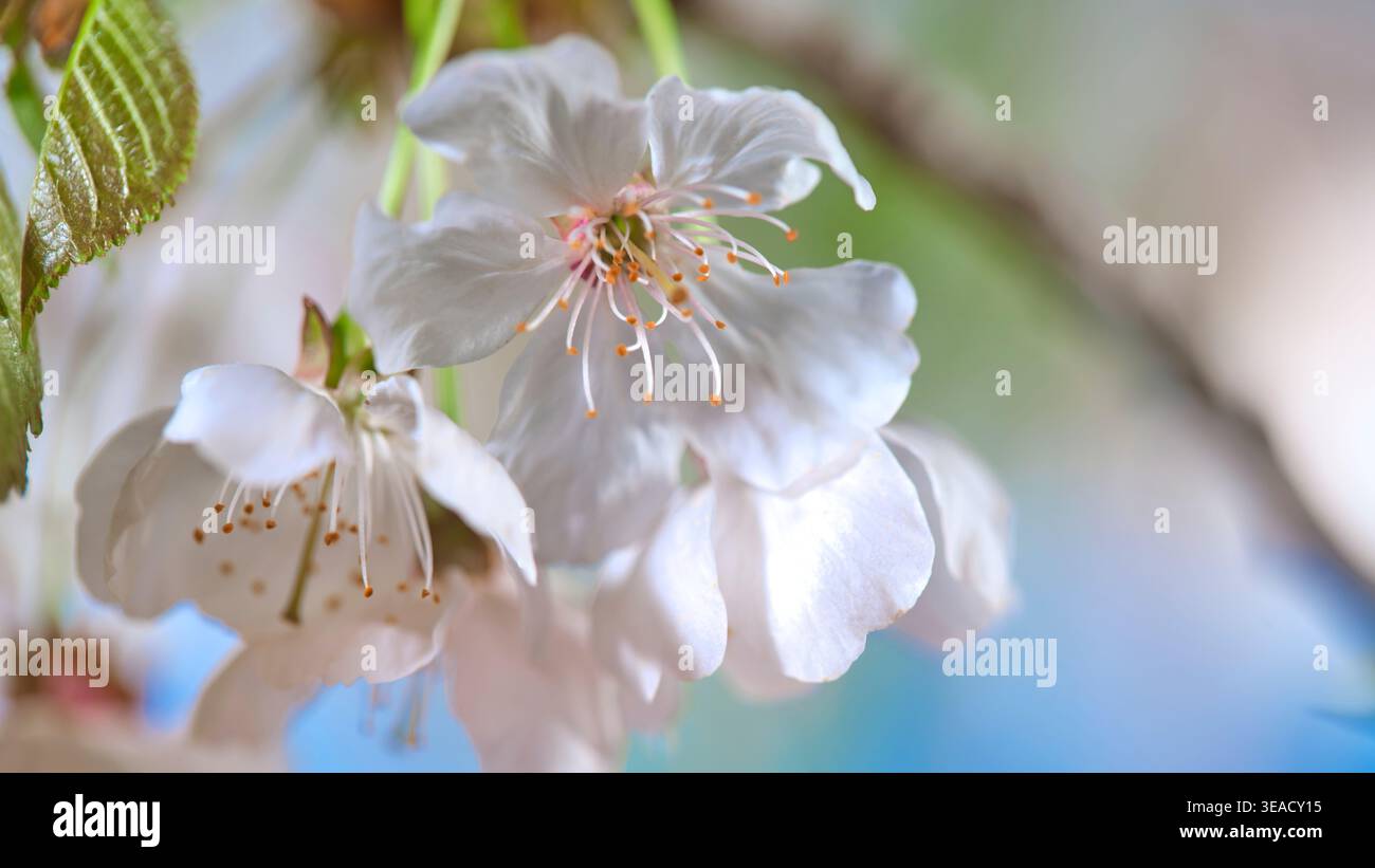 I fiori di ciliegio fioriscono su un ramo d'albero durante la primavera in un parco con un morbido sfondo sfocato di vegetazione Foto Stock