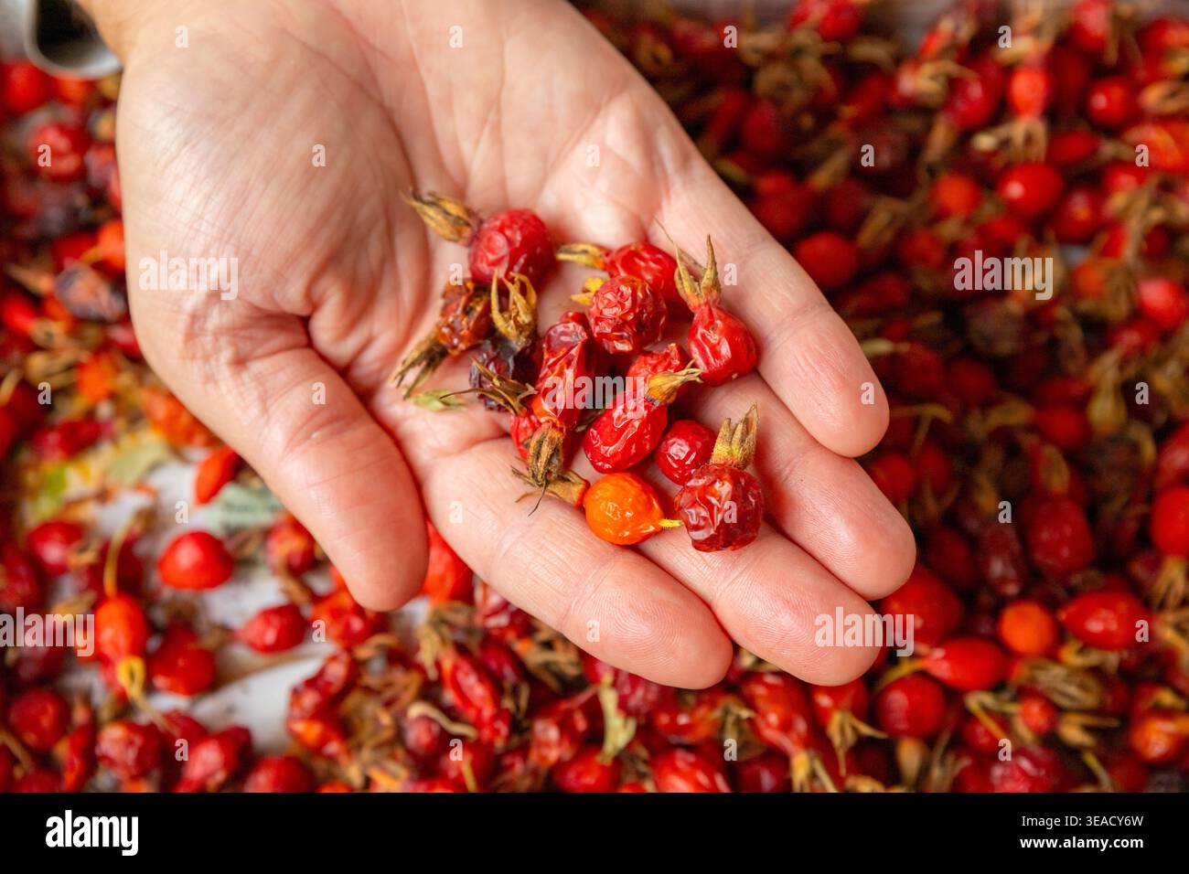 superfood, bacche rosse secche di rosehip in mano all'uomo per preparare il tè Foto Stock