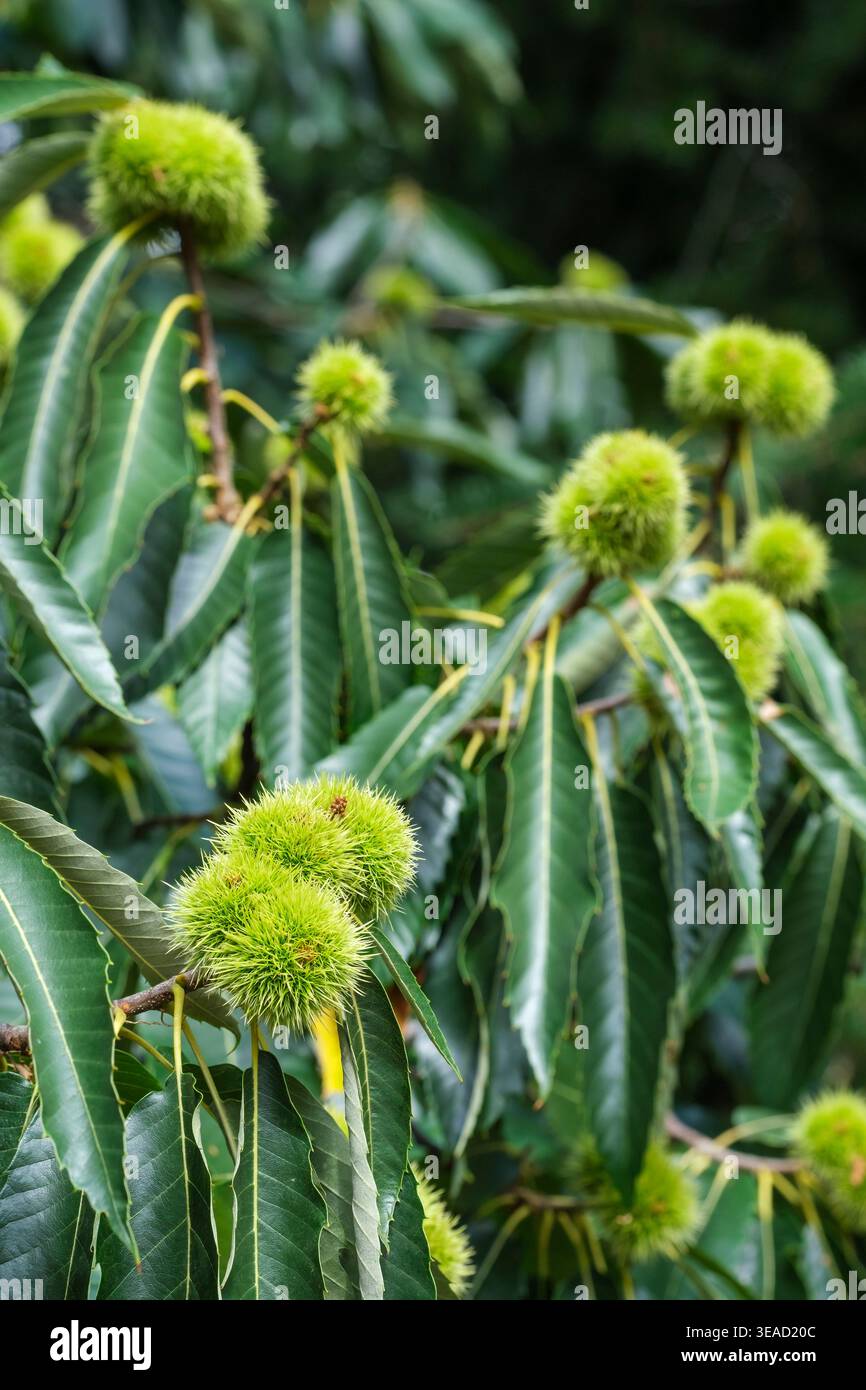 Castagno dolce, Castanea sativa, frutti spinosi contenenti noci commestibili che crescono sull'albero Foto Stock