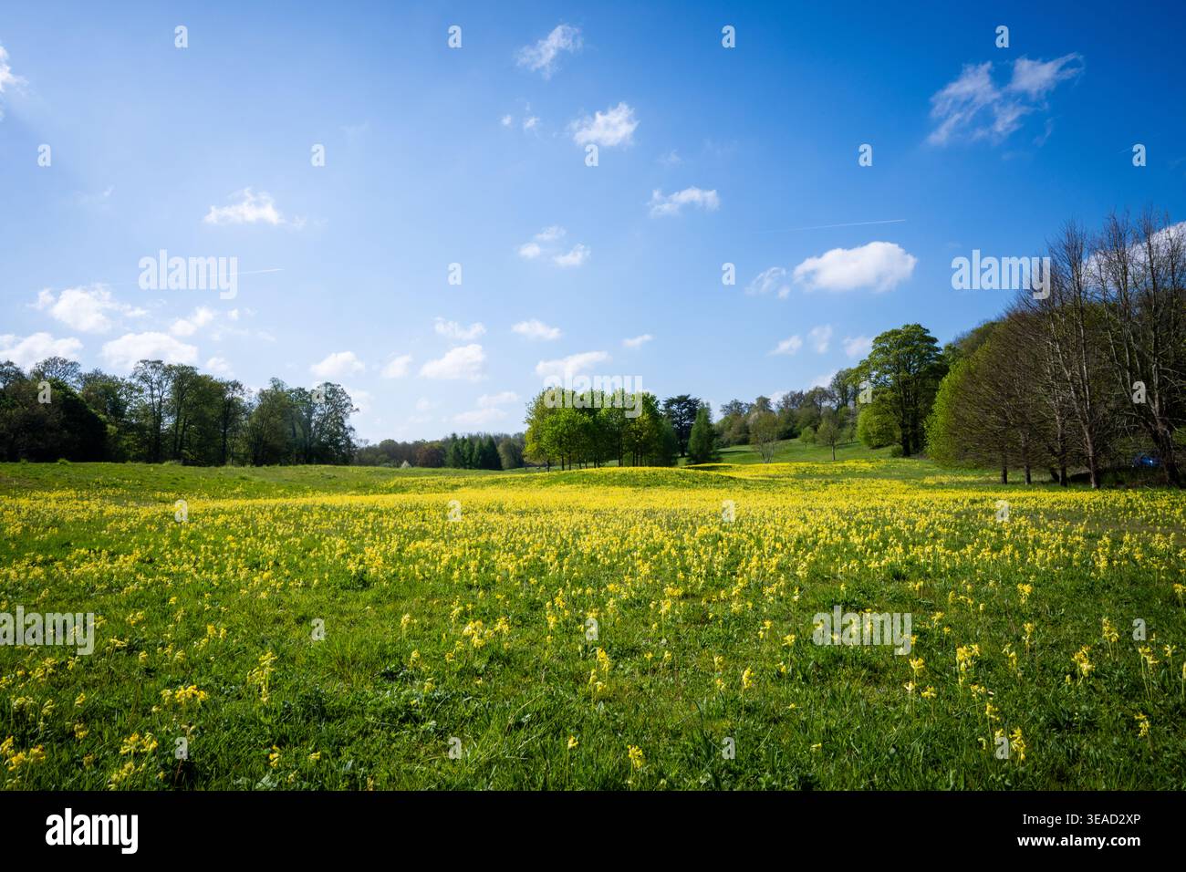 Ampio campo di fiori gialli luminosi sotto un cielo estivo blu con alberi in lontananza vicino al Grove Hotel, Hertfordshire. Foto Stock