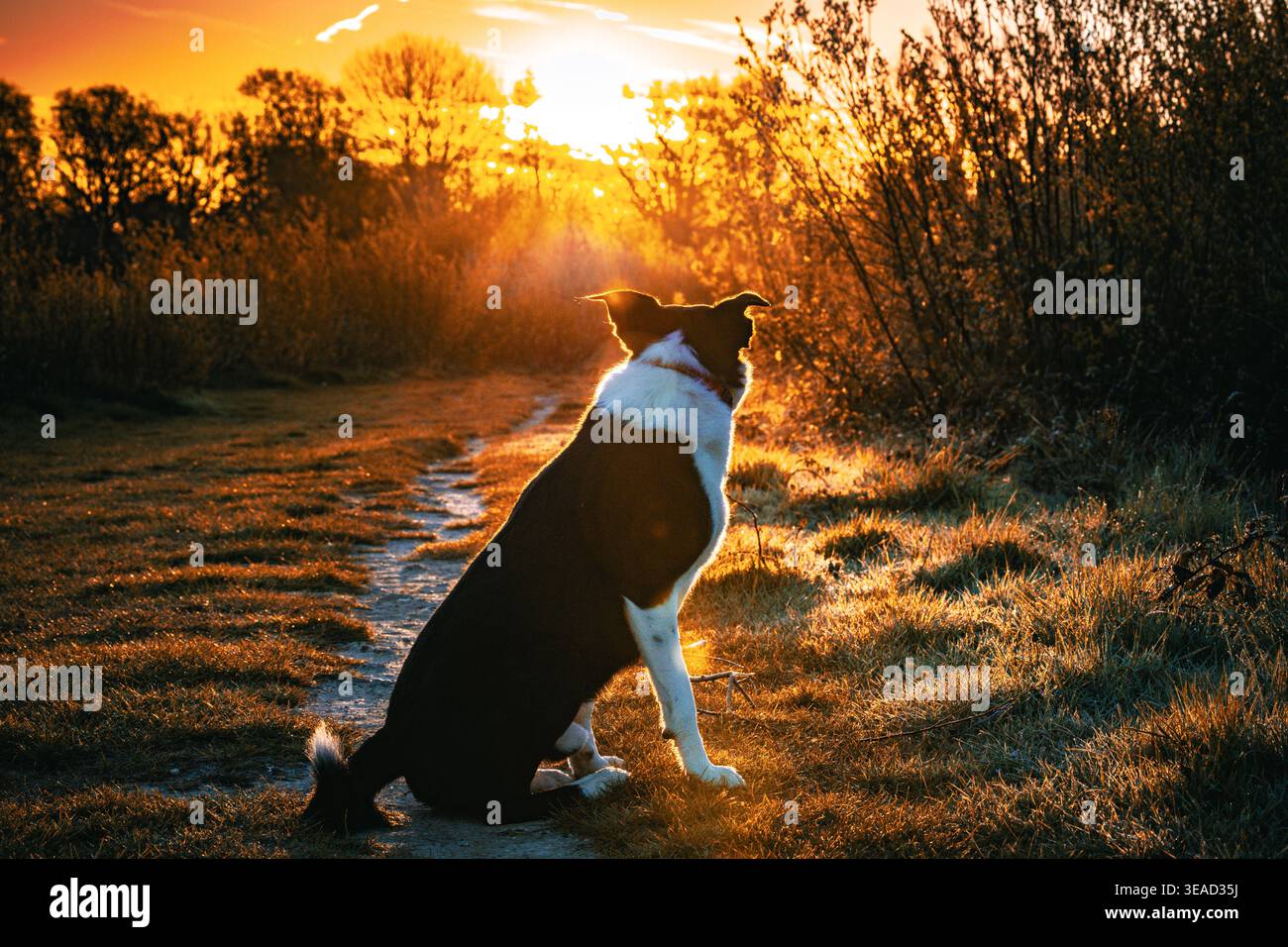Border Collie al tramonto Foto Stock