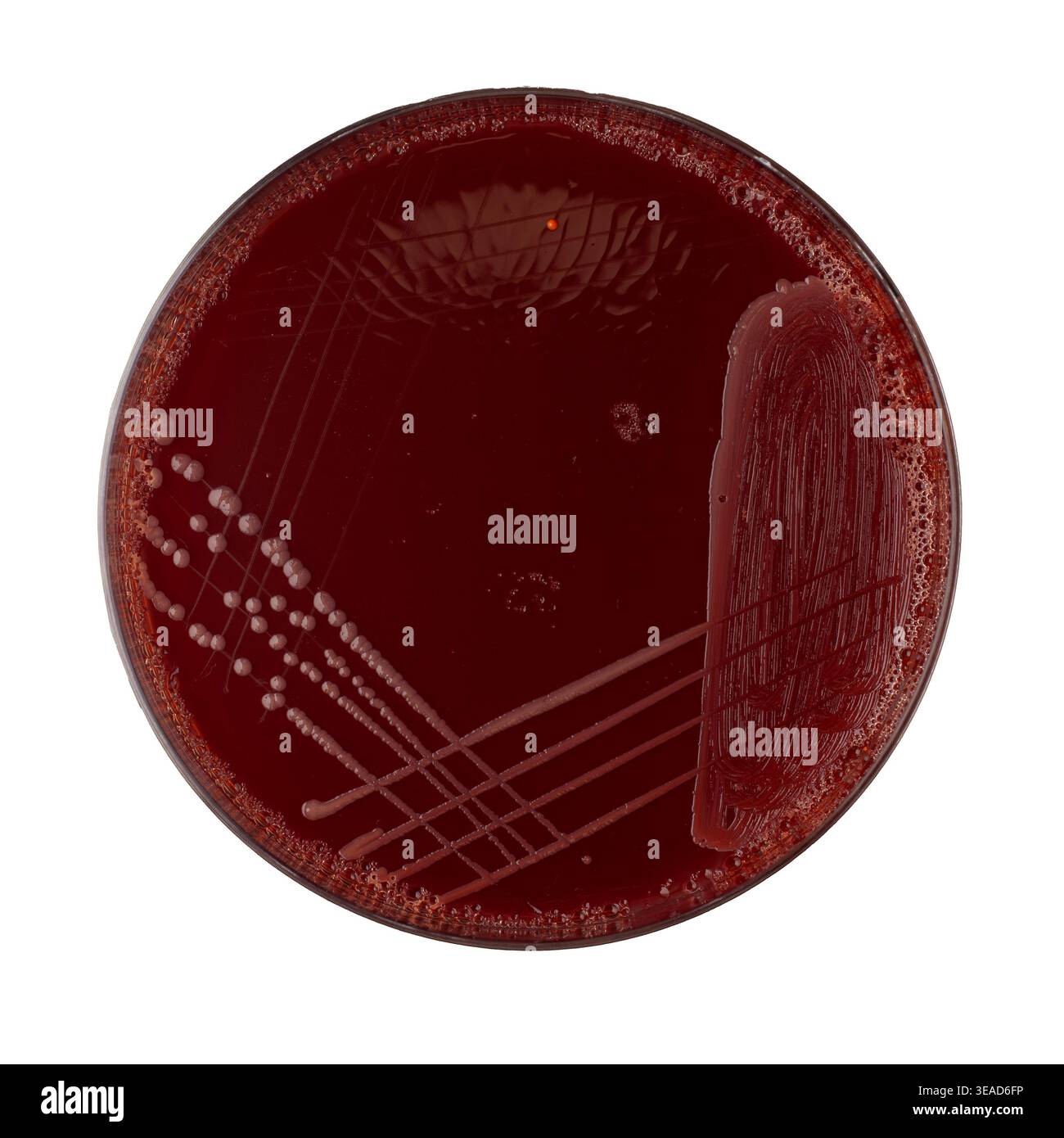 Coltura pura di Escherichia coli su agar sangue (identificato da MALDI-TOF) Foto Stock