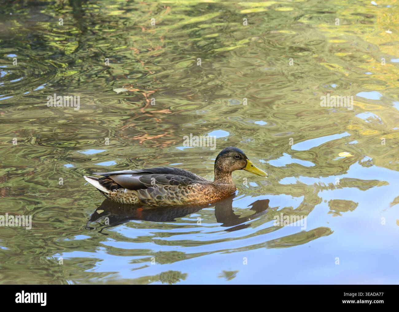 Anatra che nuota su un lago con riflessi ondulati Foto Stock