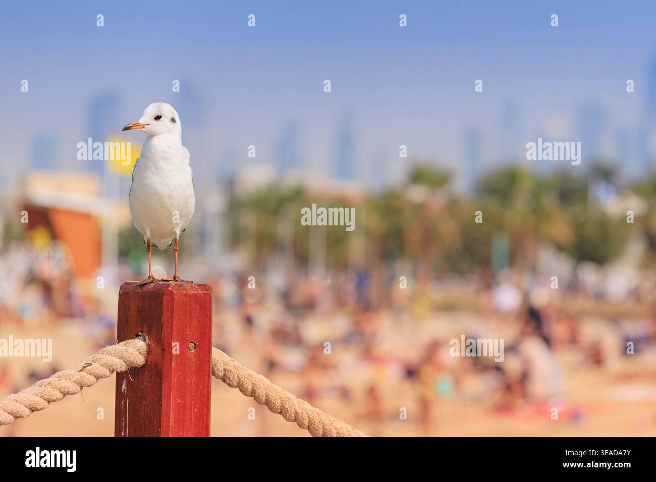 Gabbiano in piedi su un palo di legno con barriera di corda, affacciato su una spiaggia trafficata con gente che prende il sole e edifici cittadini sullo sfondo Foto Stock
