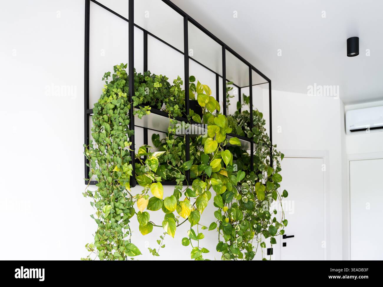Piante verdi che prosperano su un ripiano in metallo nero minimalista con un design interno moderno che mostra elementi biopfili Foto Stock