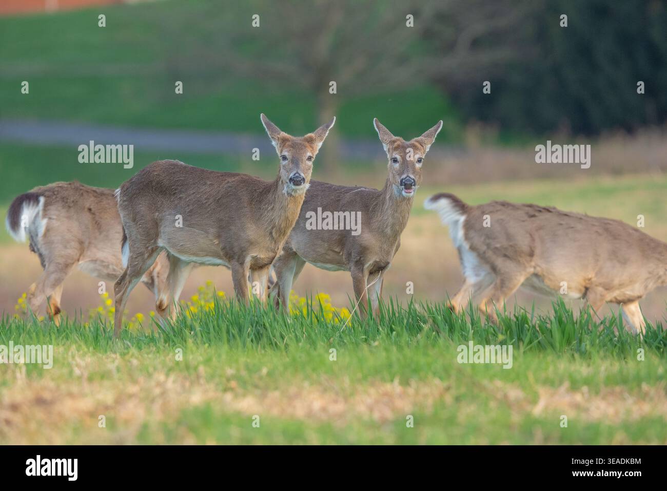 Mandria di cervo dalla coda bianca (Odocoileus virginianus) che pascolano nel prato rurale della Pennsylvania Foto Stock
