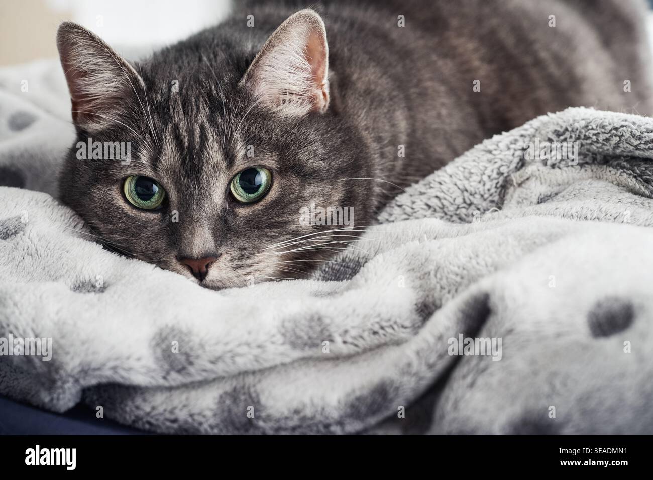 Primo piano di un gatto da tabby con ampi occhi verdi nascosti sotto una coperta e che guarda la telecamera. Concetto di ansia, sicurezza, vulnerabilità emotiva, AN Foto Stock
