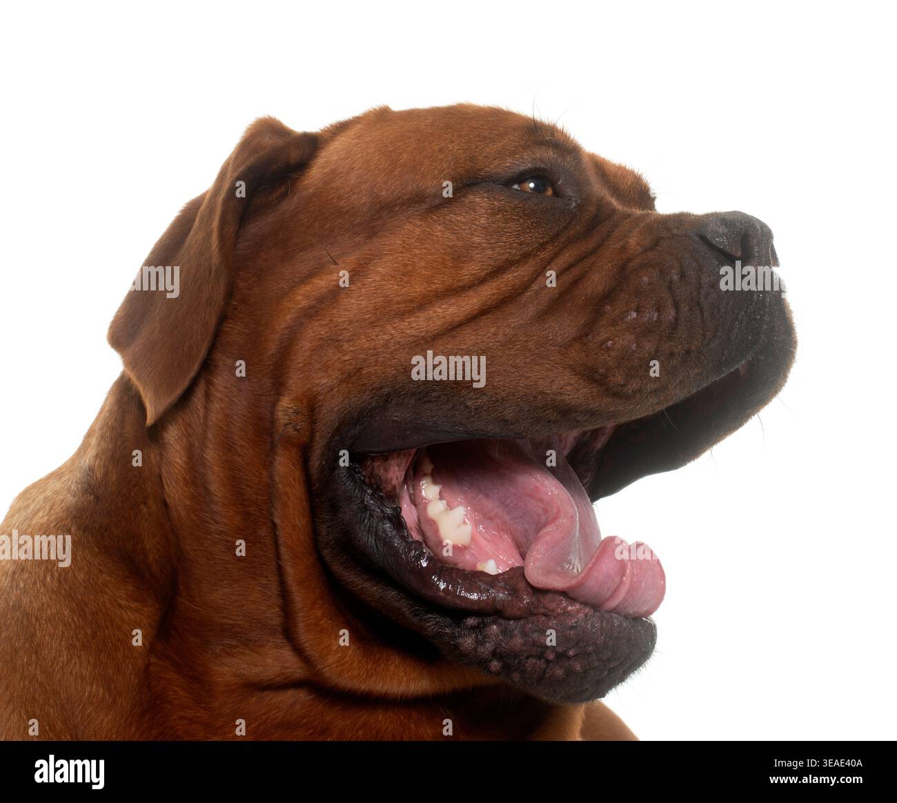 Bordeaux mastiff davanti a uno sfondo bianco Foto Stock