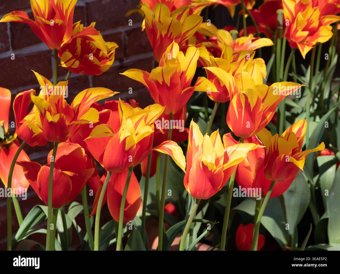 Ali del fuoco di Tulip Foto Stock