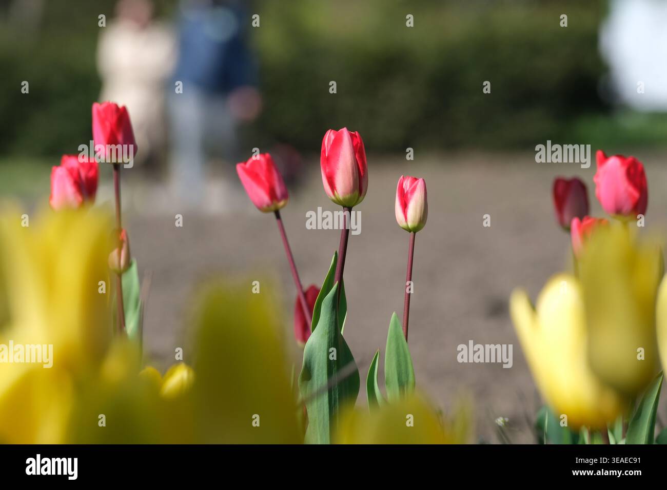 I tulipani rosa e gialli si ergono alti, ondeggiando dolcemente nella brezza primaverile mentre i visitatori passeggiano. Foto Stock