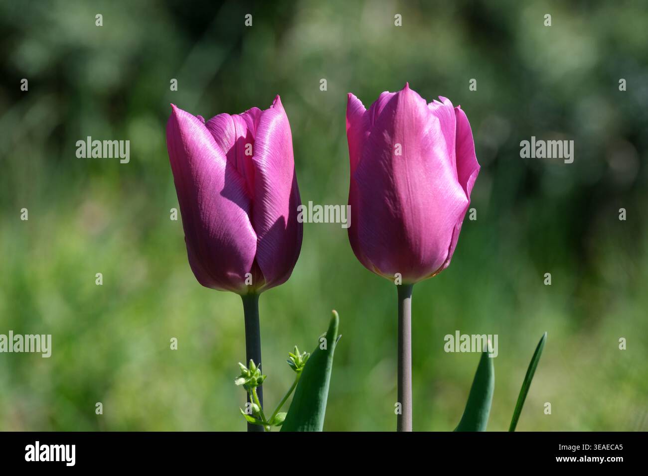 Due suggestivi tulipani viola si stagliano in un tranquillo giardino, crogiolandosi alla luce del sole. Foto Stock