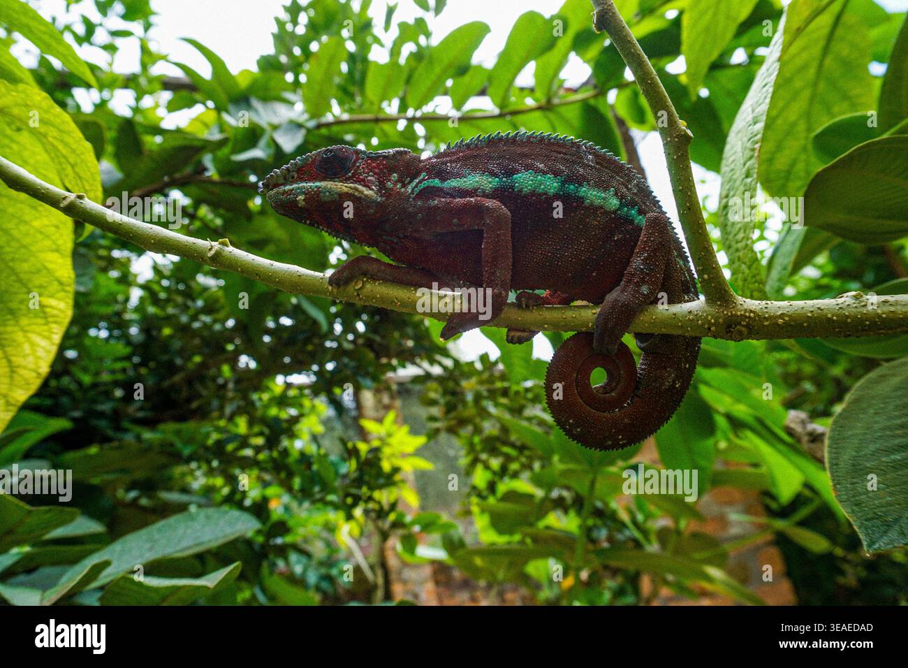 Camaleonte arroccato su un ramo d'albero in fitto verde fogliame, avvolgente dalla coda arricciata in un ambiente naturale tropicale. Foto Stock