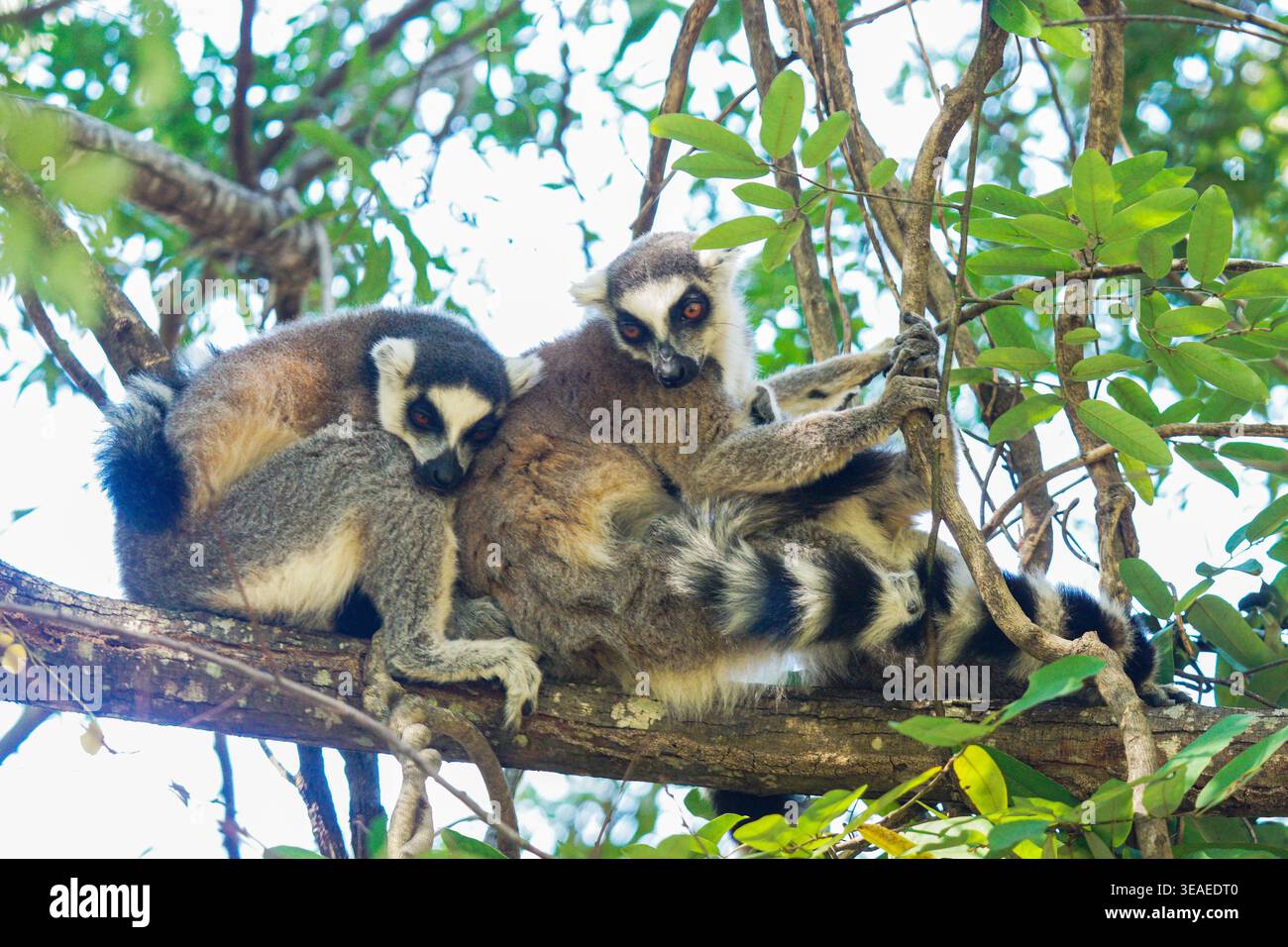 Lemuri dalla coda ad anello seduti e rifiniti insieme su un ramo d'albero circondati da foglie verdi in un baldacchino della foresta durante il giorno. Foto Stock