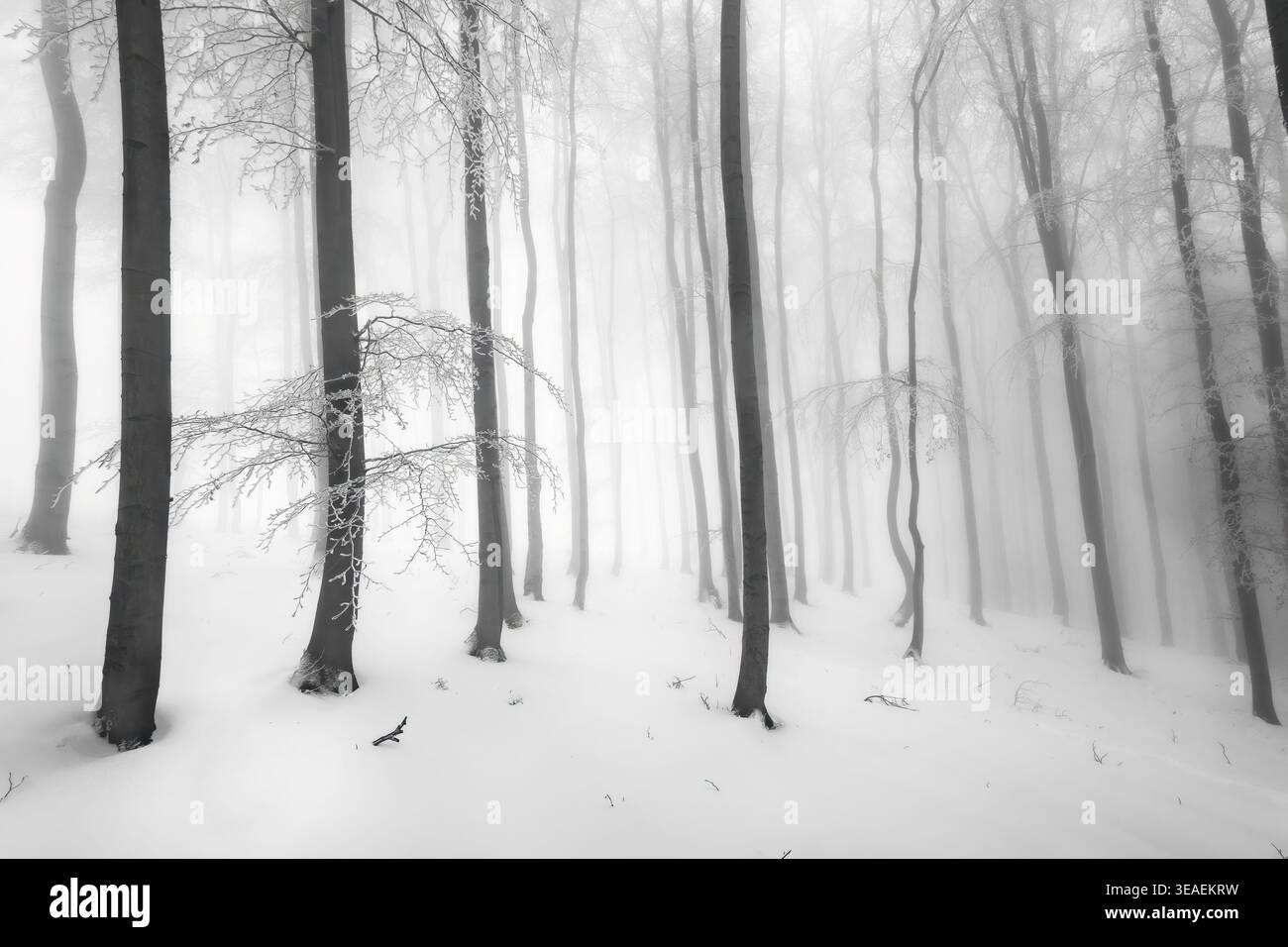 Scenario boschivo monocromatico con alberi sottili che sbiadiscono in una fitta nebbia. Le dolci pendenze e la luce soffusa evocano un'atmosfera tranquilla e da sogno. Foto Stock