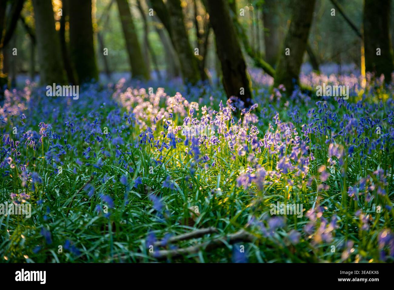 Campanelli al Markstakes Common nell'East Sussex, Inghilterra. Foto Stock