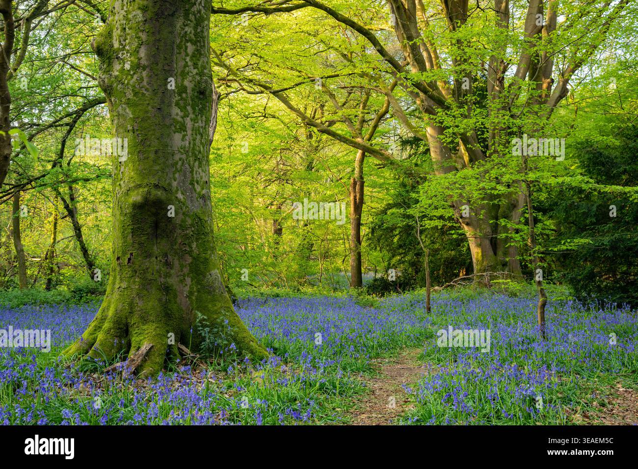 Campanelli al Markstakes Common nell'East Sussex, Inghilterra. Foto Stock