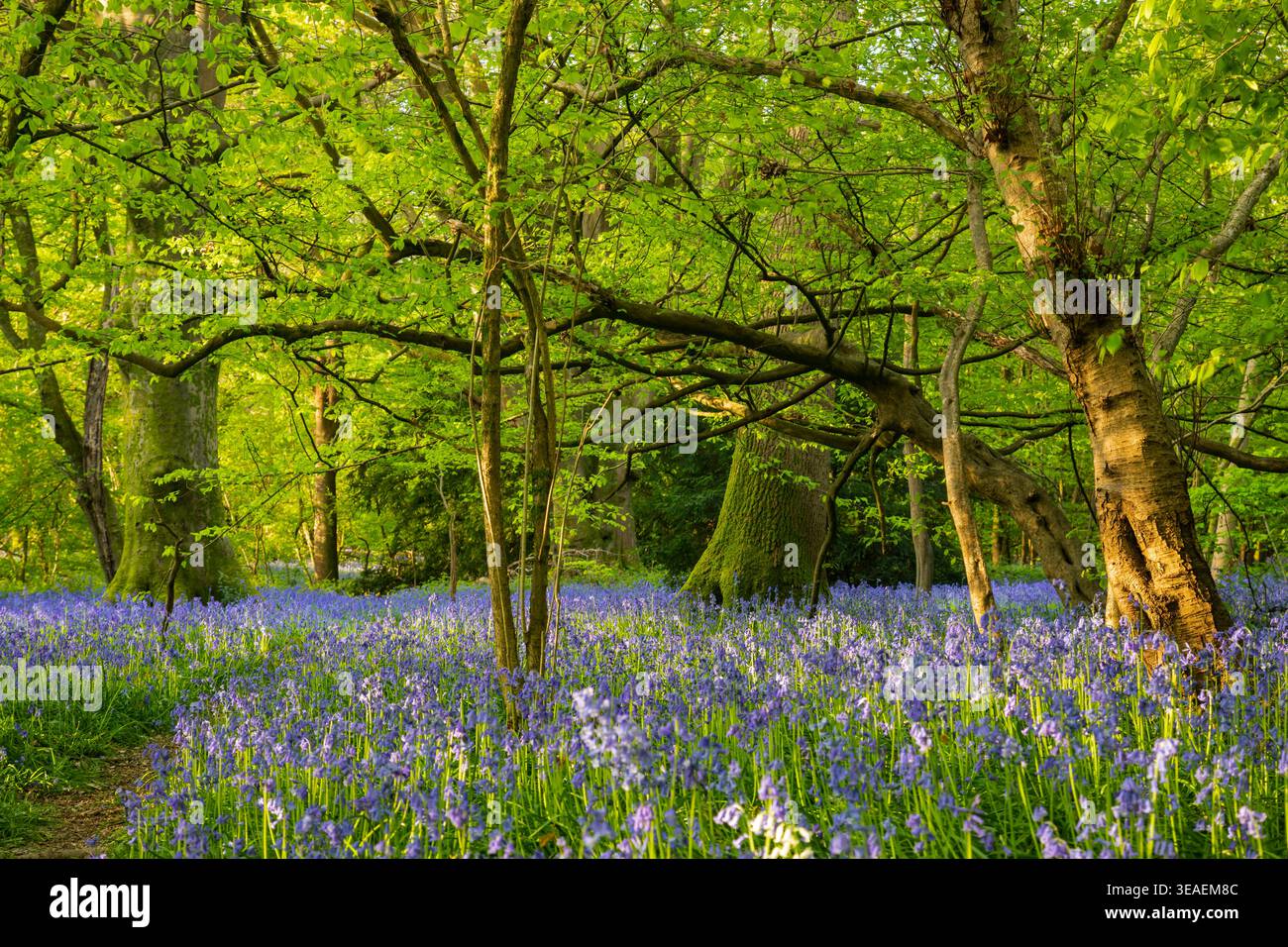 Mattina di primavera al Markstakes Common nell'East Sussex, Inghilterra. Foto Stock