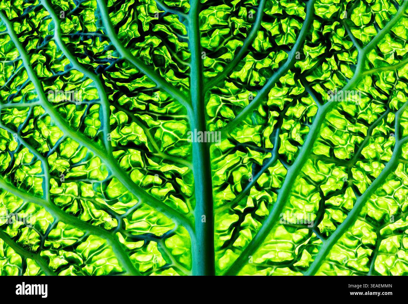 Foglie di cavolo Savoy retroilluminate rivelano intricate vene ramificate, verde brillante con motivi organici che ricordano una rete naturale di vita. Foto Stock