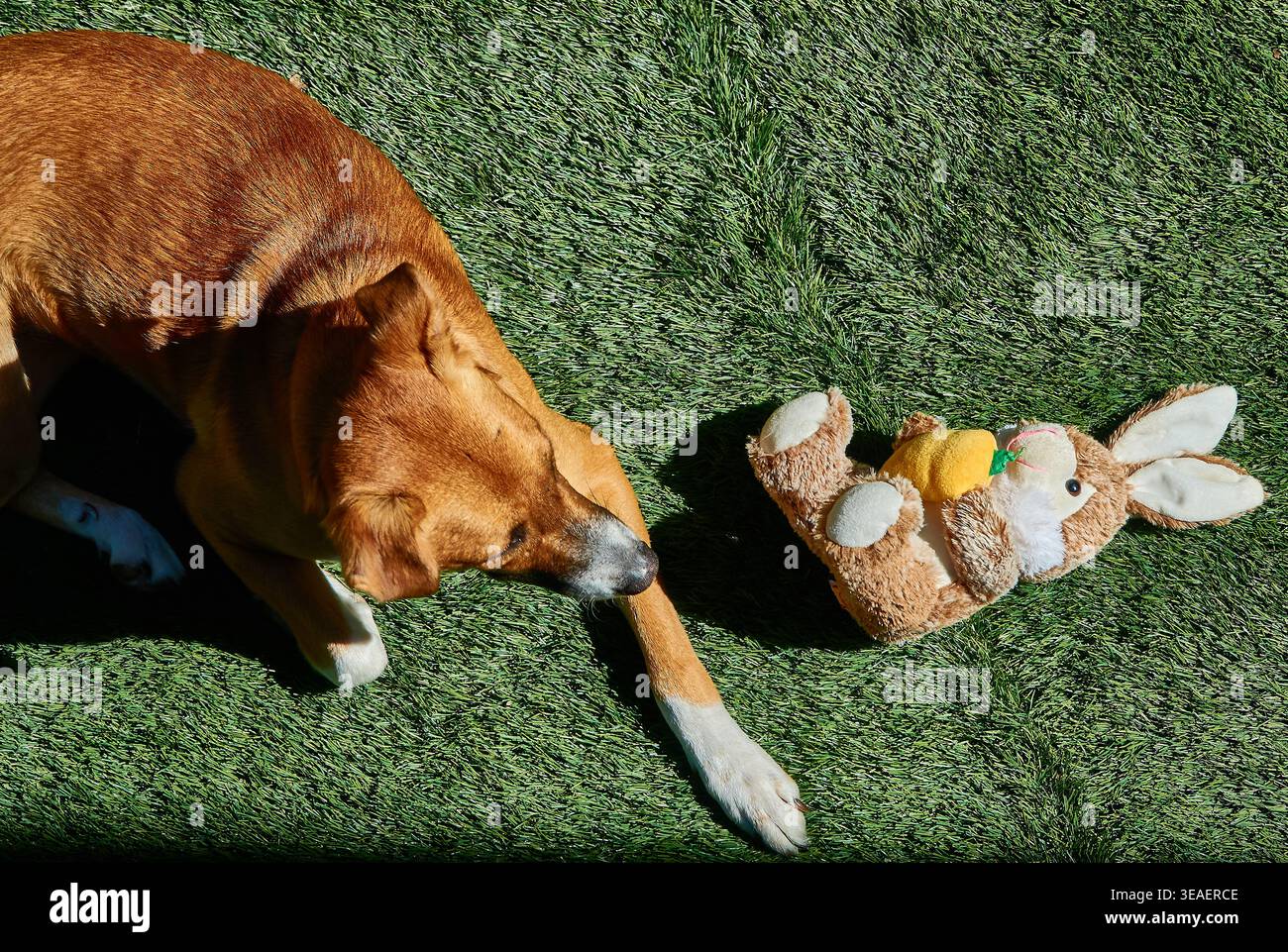 Brown Dog che riposa sull'erba accanto al peluche Bunny Toy nella scena del cortile alla luce del sole Foto Stock