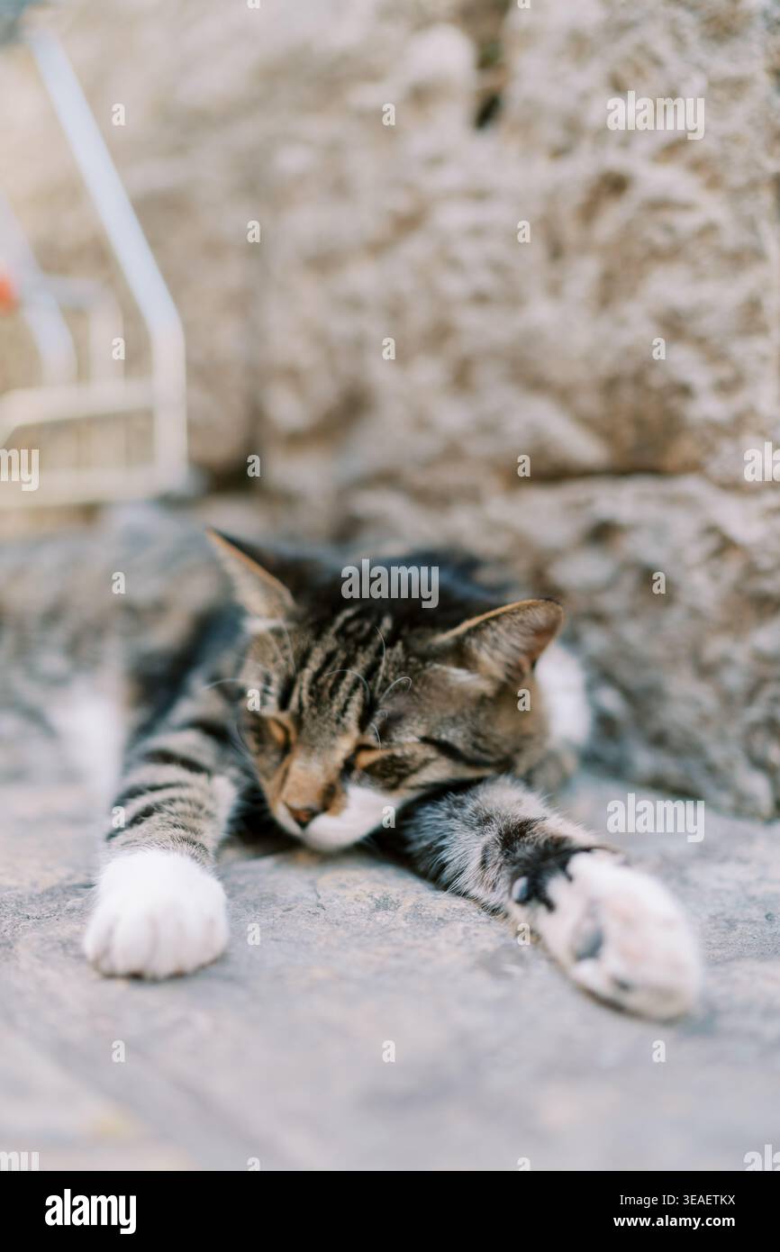 Un momento felino riposante. Il gatto calmo si rilassa sulla pietra calda. I gatti accontentati si riposano tranquillamente sulla superficie rocciosa baciata dal sole Foto Stock