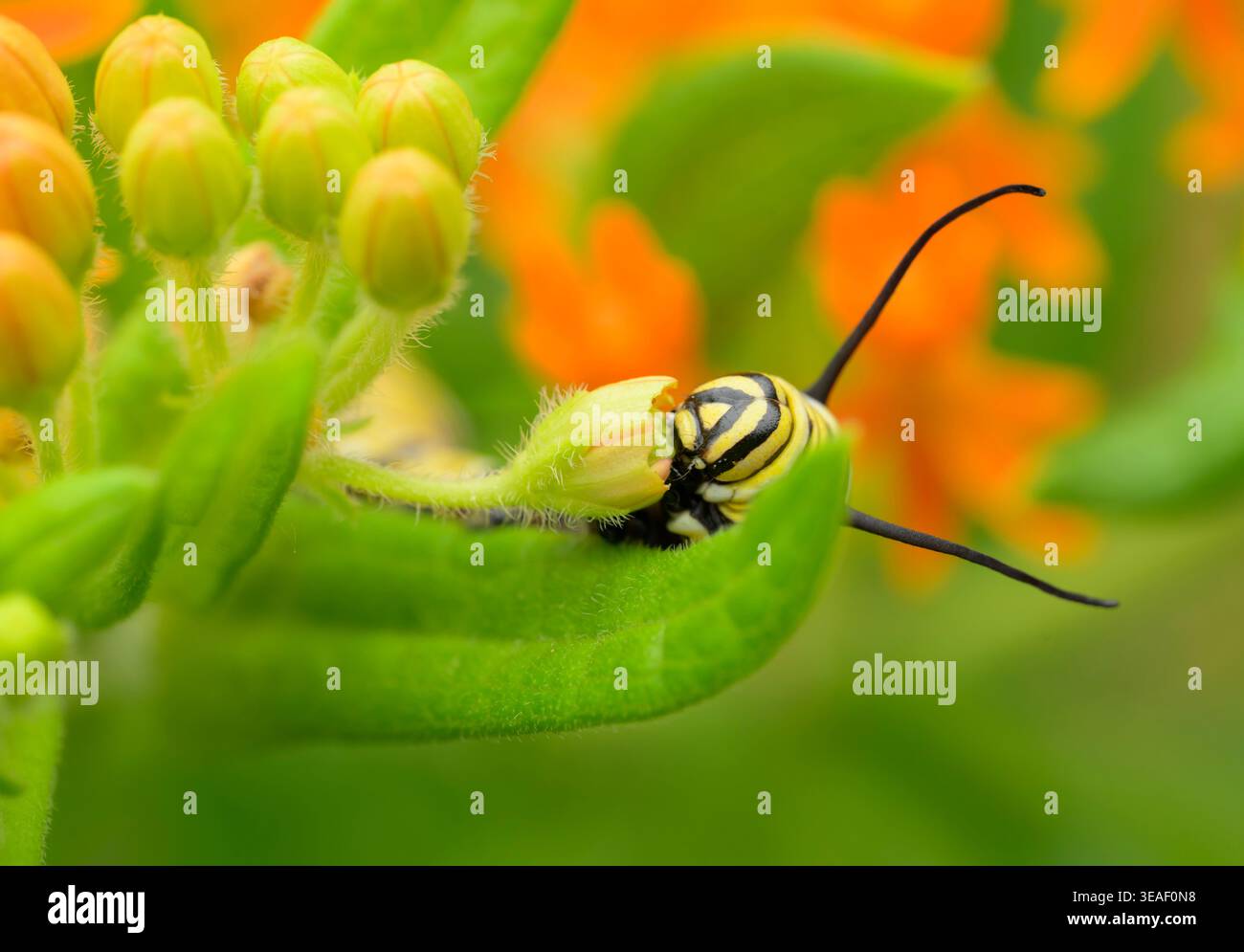 Primo piano di un bruco di farfalle Monarch che mangia un bocciolo di Milkweed Foto Stock