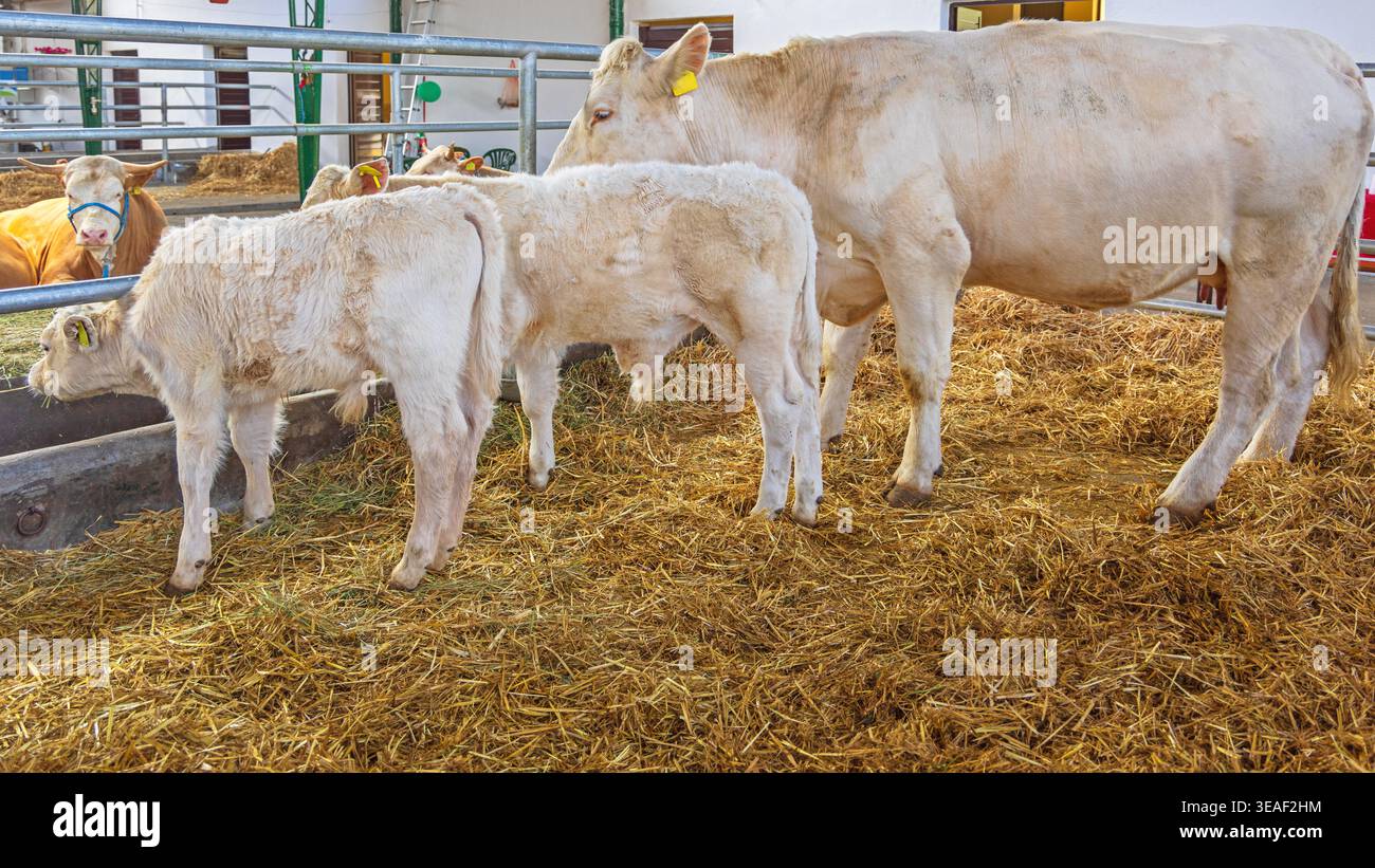 Mucca beige con due vitelli neonati in Barn at Farm Foto Stock