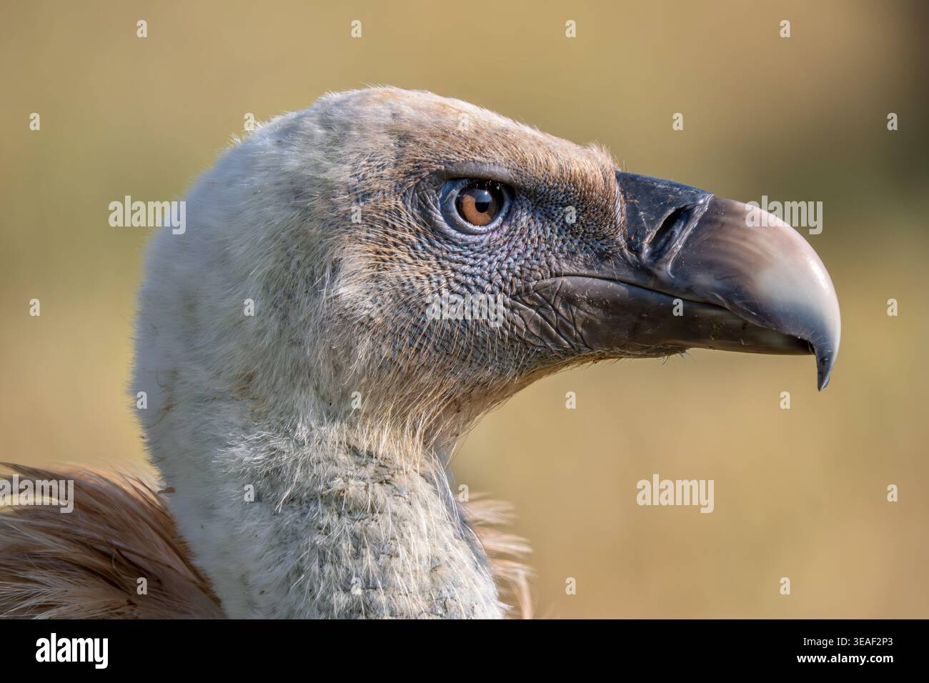 Avvoltoio griffon eurasiatico (Gyps fulvus) primo piano della testa con becco forte e denso Foto Stock