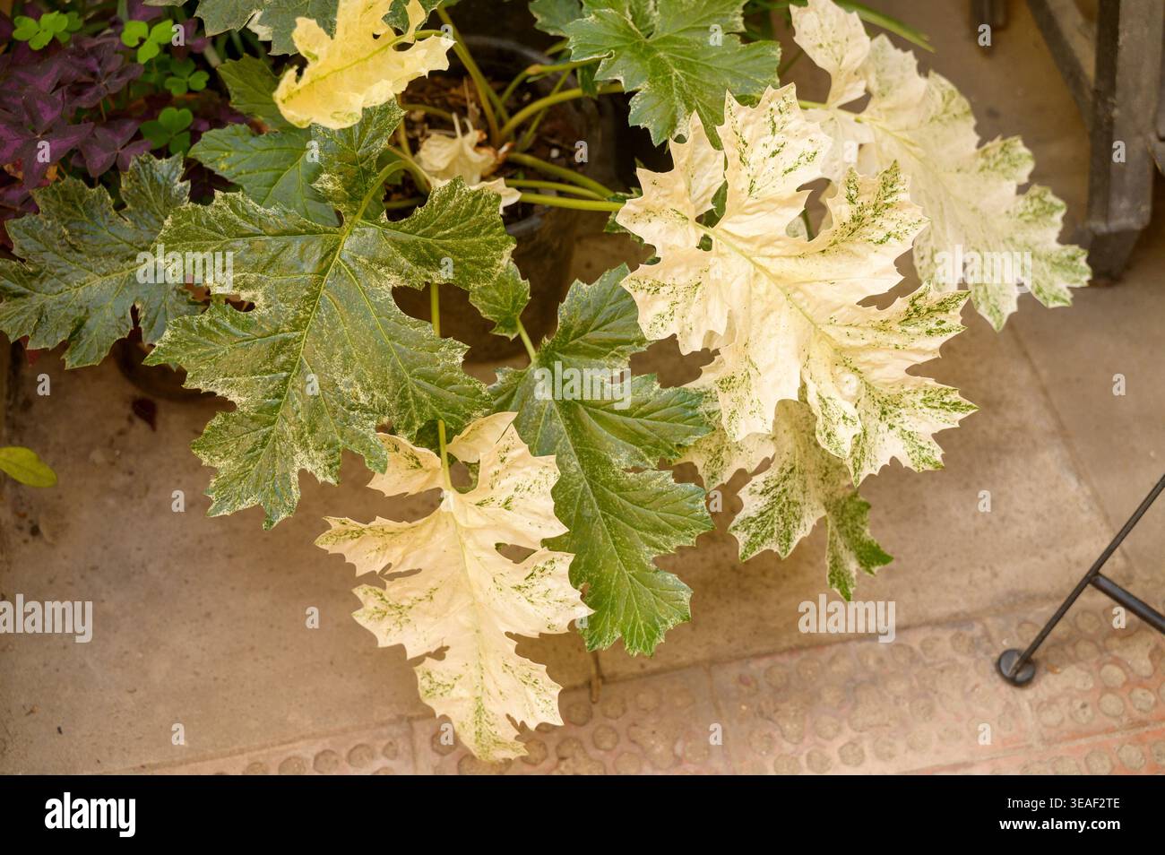 Foglie di Dieffenbachia seguine con variegazione bianca su un pavimento in pietra. Foto Stock