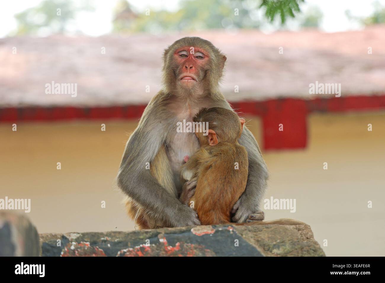 Rhesus Macaque madre che fa il volto divertente mentre tiene in mano il bambino, scena di parente della fauna selvatica. Foto Stock
