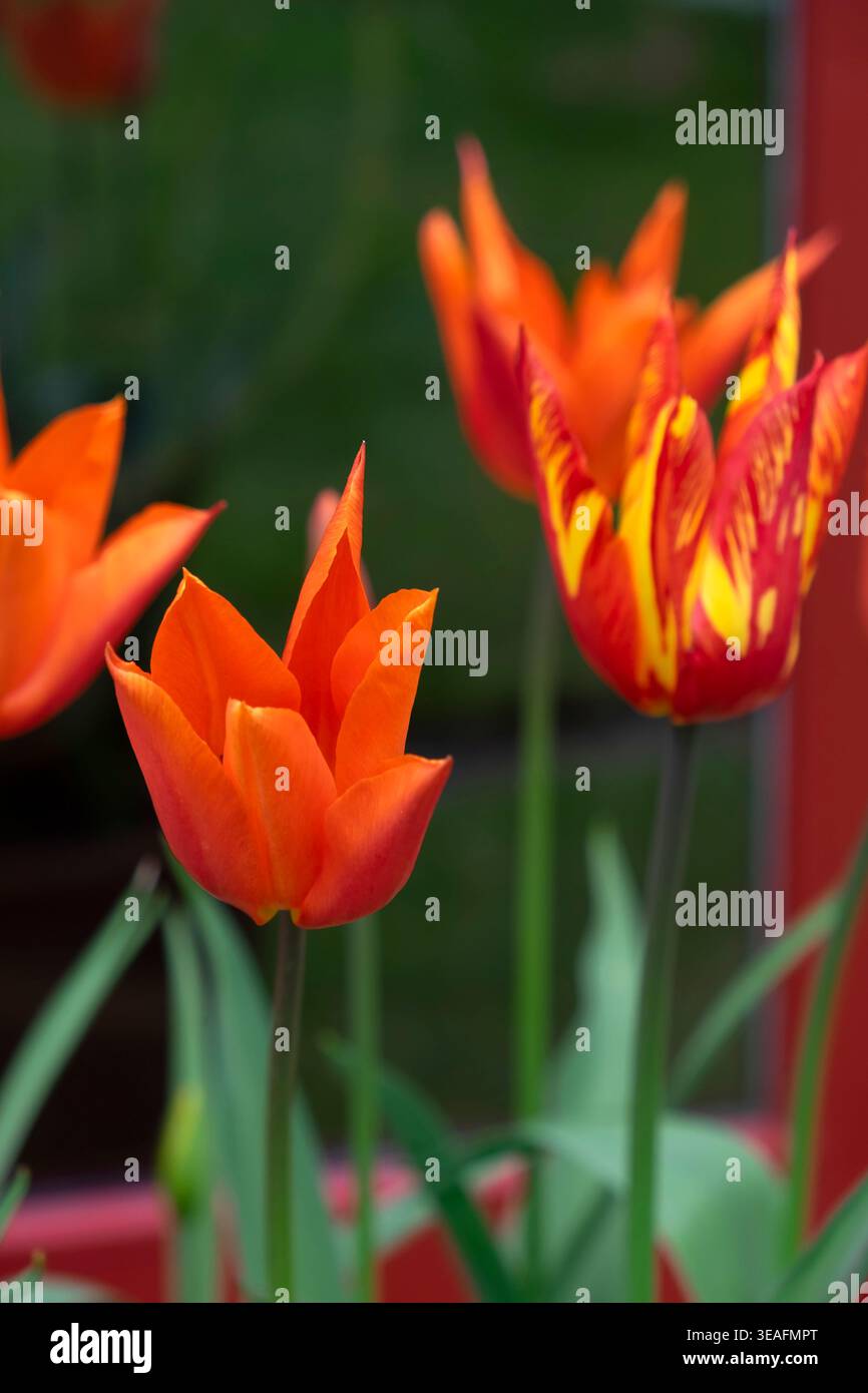 Primo piano di tulipani ballerina arancioni e gialli che crescono in un vaso fuori da una casa in fiore ad aprile fiori primaverili Galles Regno Unito Gran Bretagna KATHY DEWITT Foto Stock