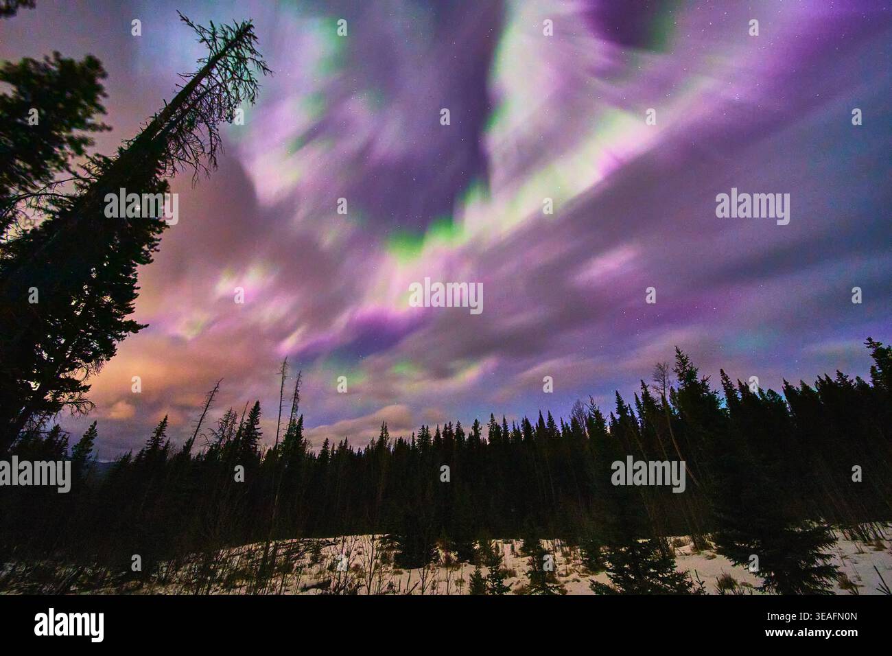 Aurora boreale sopra la foresta invernale innevata e il cielo notturno in Alberta Canada Foto Stock