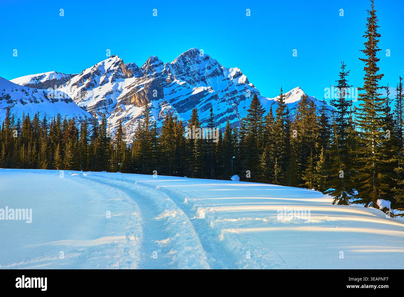 Snow Covered Field Evergreen Forest e Snow Close Mountains Inverno mattina Foto Stock