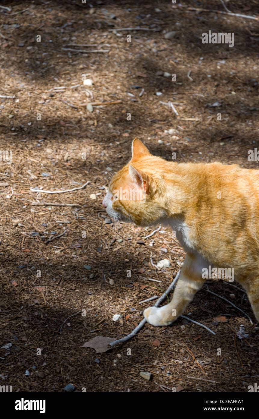 Orange Tabby Cat che cammina all'aperto sul pavimento della foresta Foto Stock