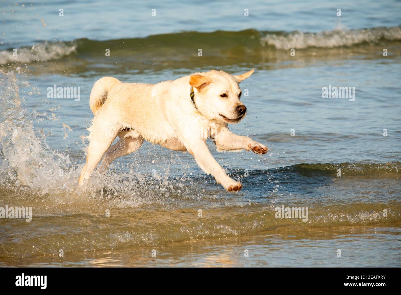 Labrador retriever che corre e spruzza attraverso acque poco profonde su una spiaggia sabbiosa nel Regno Unito, catturando un momento energetico sul mare Foto Stock