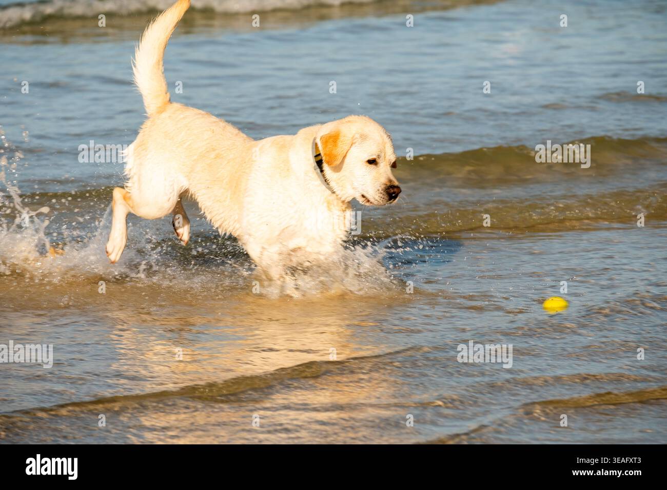 Labrador retriever che corre e spruzza attraverso acque poco profonde su una spiaggia sabbiosa nel Regno Unito, catturando un momento energetico sul mare Foto Stock