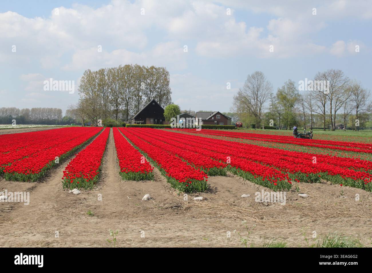 un campo di bulbi con tulipani rossi e una fattoria e alberi sullo sfondo e un agricoltore che taglia le teste dei fiori con una macchina in olanda Foto Stock
