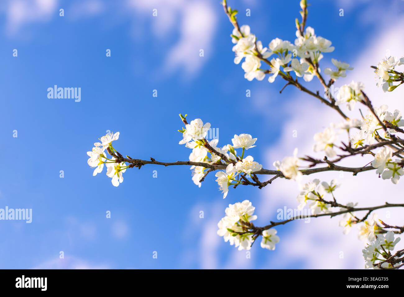 I fiori bianchi sui rami degli alberi raggiungono un cielo blu con morbide nuvole in primavera. Rami di alberi in fiore, sfondo blu del cielo, natura stagionale. Foto Stock