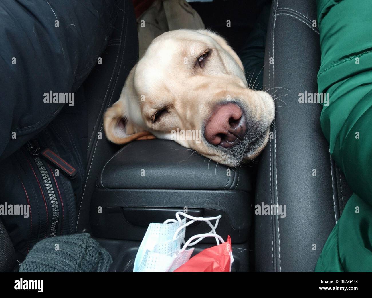 Animali divertenti durante il viaggio: Il cane si è addormentato sul sedile posteriore di un'auto appoggiando la testa sul bracciolo del passeggero anteriore Foto Stock