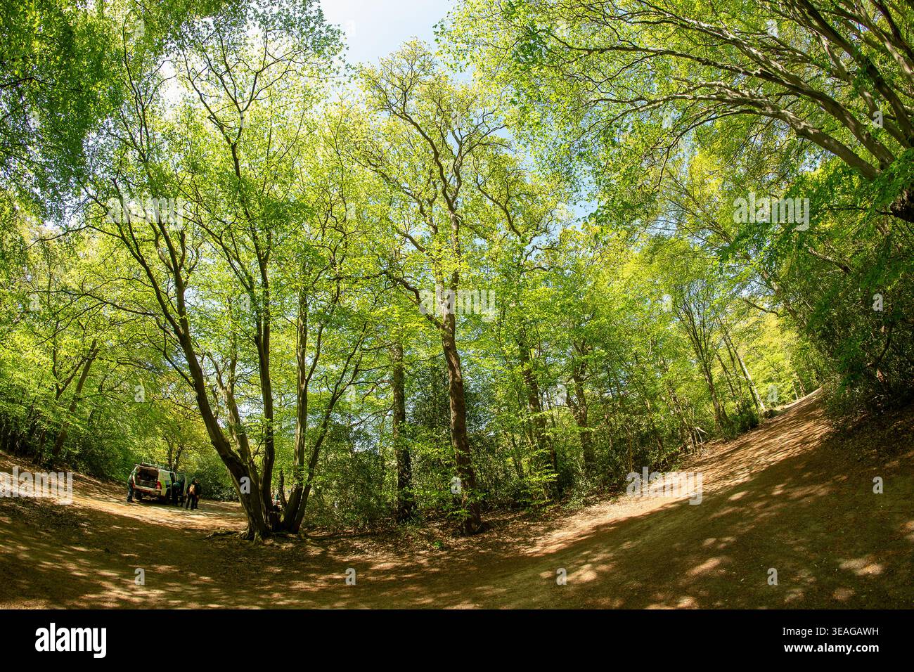 Foglie e alberi brillanti in primavera nella foresta di Epping Foto Stock