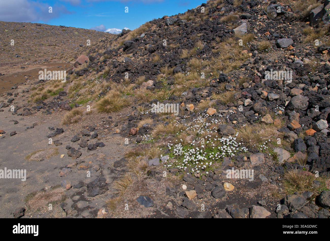 Anaphalioides bellidioides, Hells Bells, New Zealand Everlasting Daisy, New Zealand's Everlasting Flower, Tongariro Crossing, nuova Zelanda Foto Stock