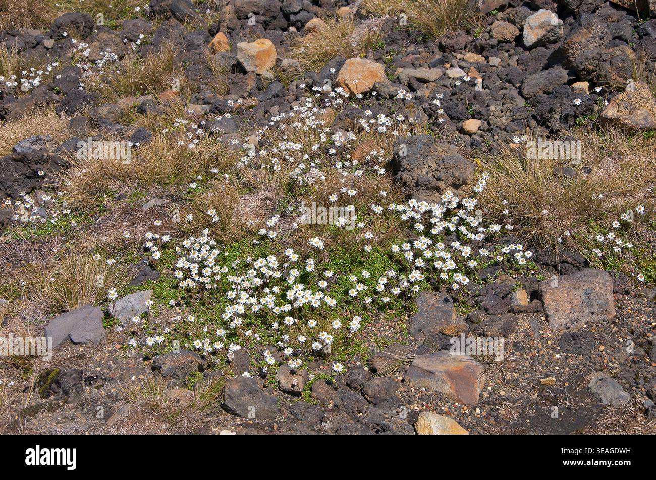 Anaphalioides bellidioides, Hells Bells, New Zealand Everlasting Daisy, New Zealand's Everlasting Flower, Tongariro Crossing, nuova Zelanda Foto Stock