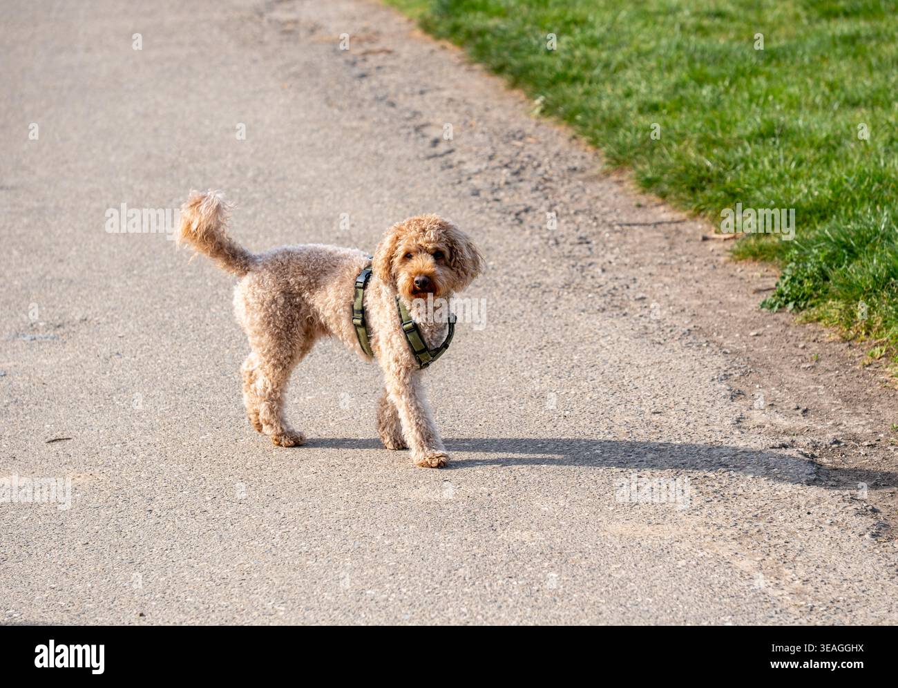 Poodle cammina su un sentiero con erba nelle vicinanze alla luce del sole. Foto Stock