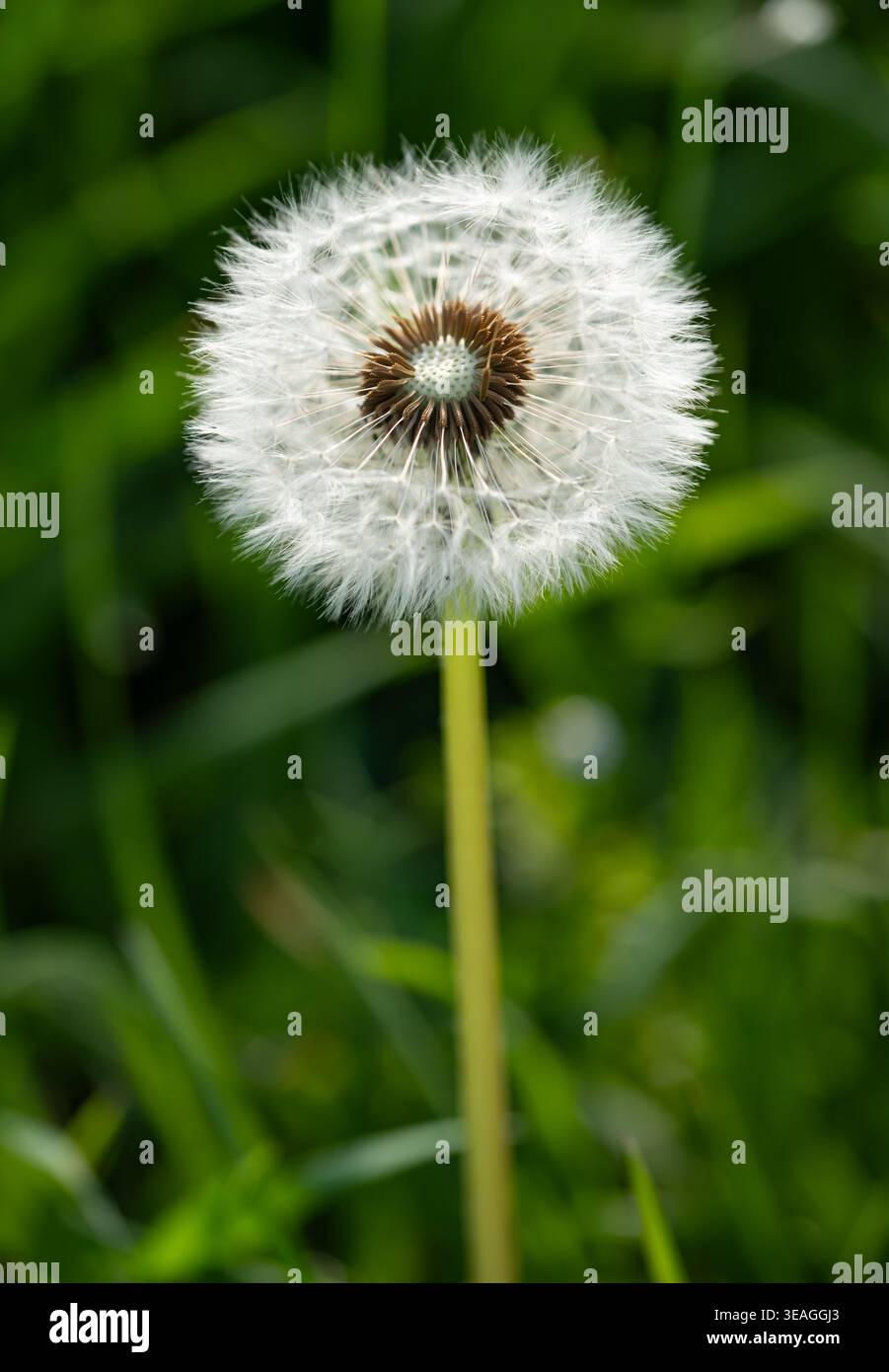 Un fiore di dente di leone si erge alto con semi bianchi nell'erba verde. Foto Stock