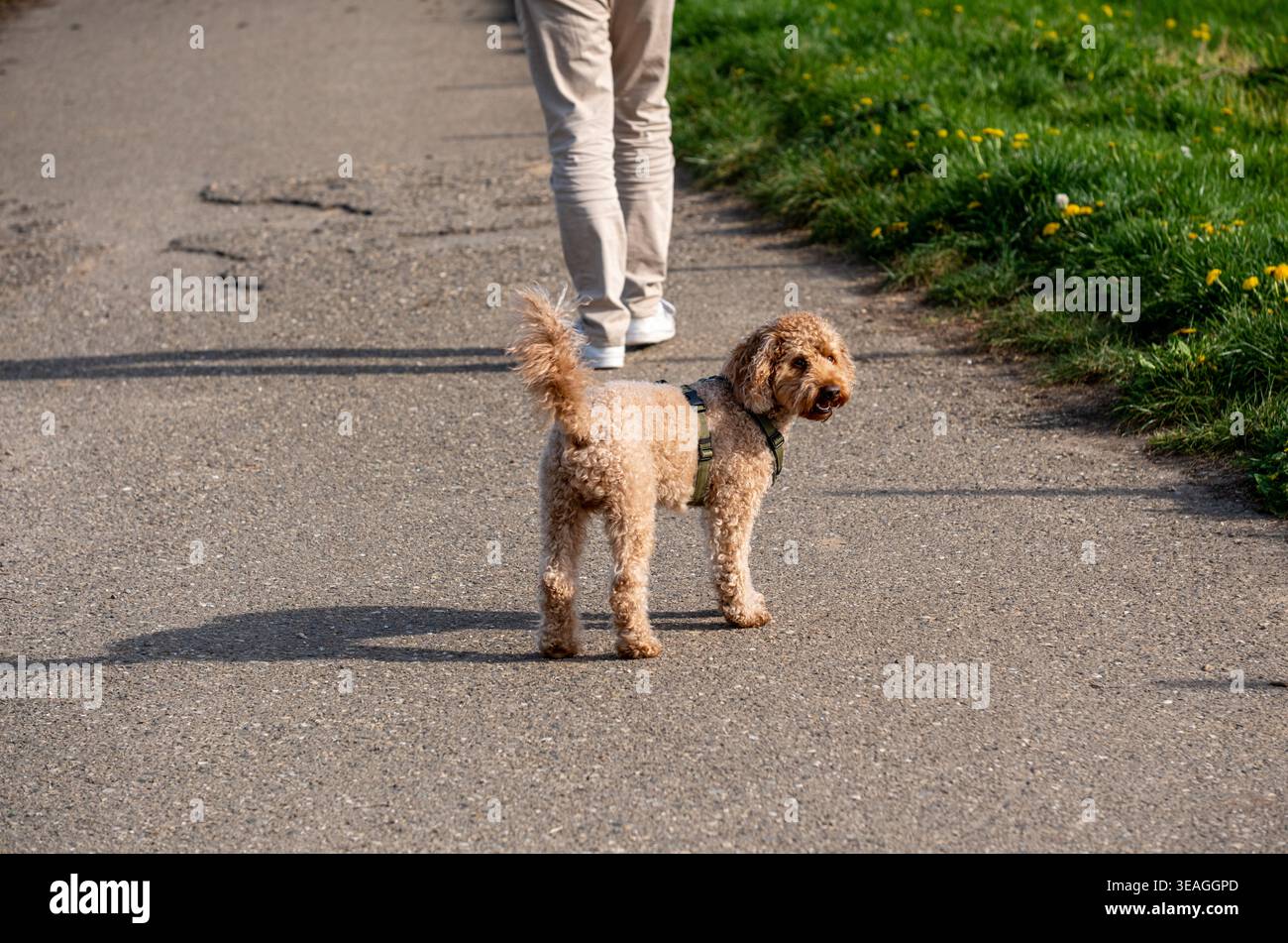 Poodle si trova sul sentiero mentre il proprietario cammina nelle vicinanze Foto Stock
