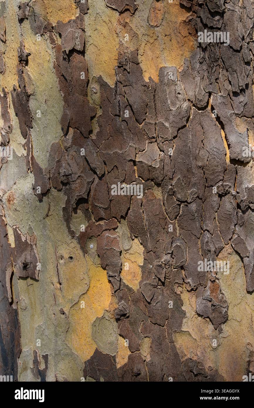 Superficie ruvida della corteccia d'albero con varie sfumature e motivi, foto di sfondo Foto Stock