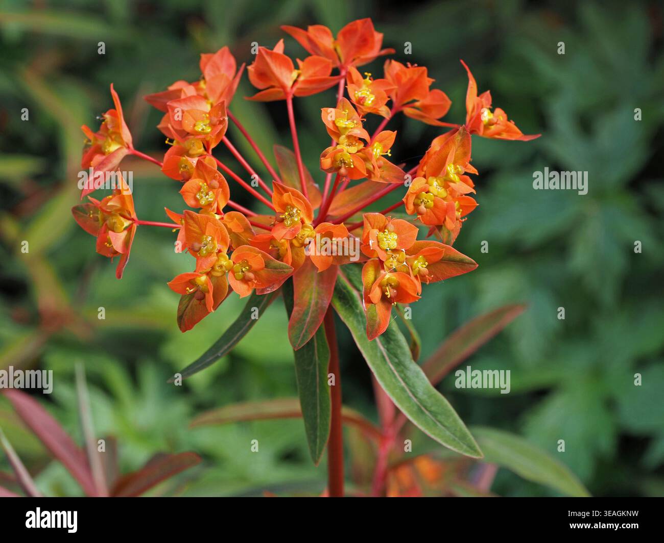 Esotici fiori arancioni gialli e rossi di Tree Spurge (Euphorbia dendroides) in un giardino in Cumbria, Inghilterra, Regno Unito Foto Stock