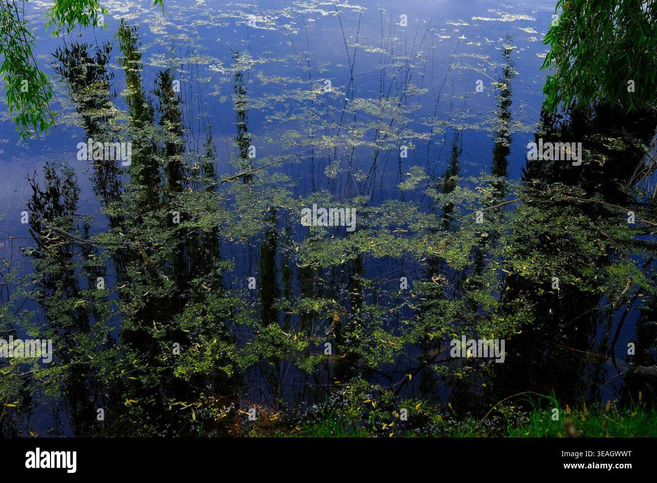 Un tranquillo laghetto che mostra la bellezza riflessiva di alberi e alghe nell'acqua Foto Stock