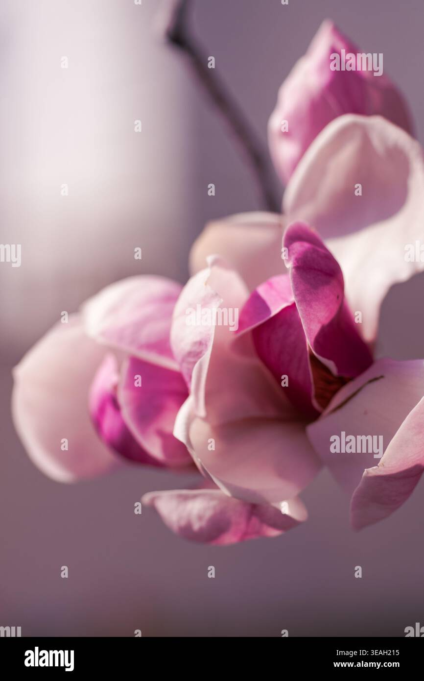 La Magnolia rosa sboccia contro il paesaggio urbano con effetto bokeh. Fiori di Magnolia in morbide tonalità rosa con paesaggi sfocati urbani alle spalle Foto Stock