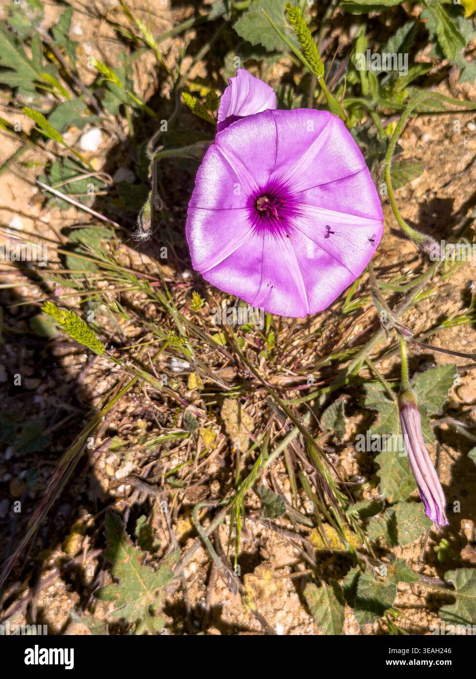 Vista ad angolo alto di un vivace fiore di Bindweed (Convolvulus althaeoides) con lievito viola che fiorisce su un terreno sabbioso con piccoli insetti sui suoi petali - Immagine stock catturata con smartphone